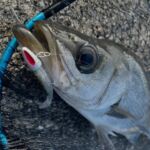 COREMAN - コアマン公式サイト | デイゲームはコアマンだ。 | コアマン