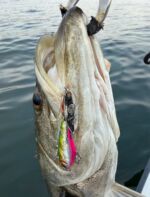 COREMAN - コアマン公式サイト | デイゲームはコアマンだ。 | コアマン